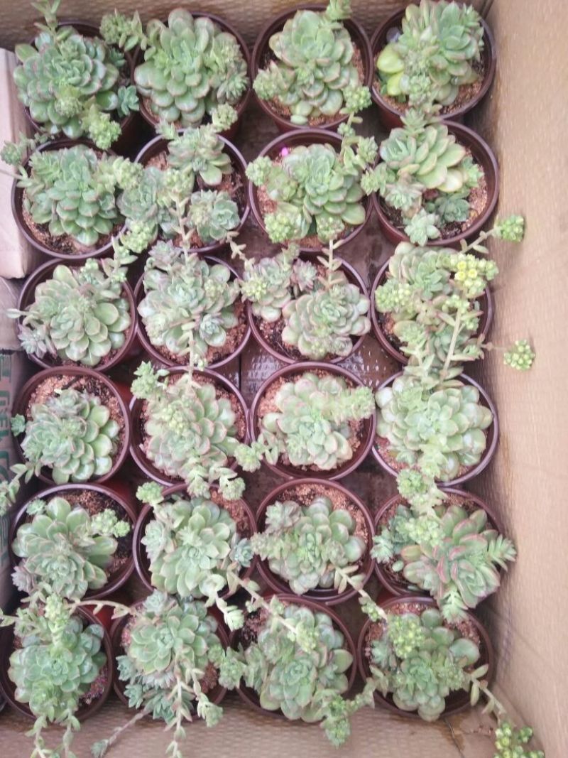 芦荟（库拉索，不不夜城）美容养颜佳品，好管理耐运输