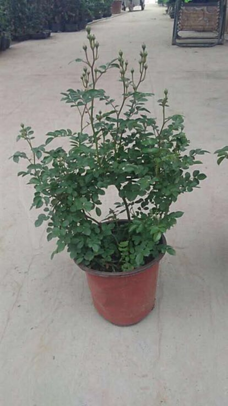 玫瑰盆花