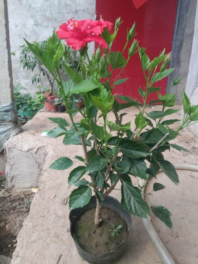 玫瑰盆花