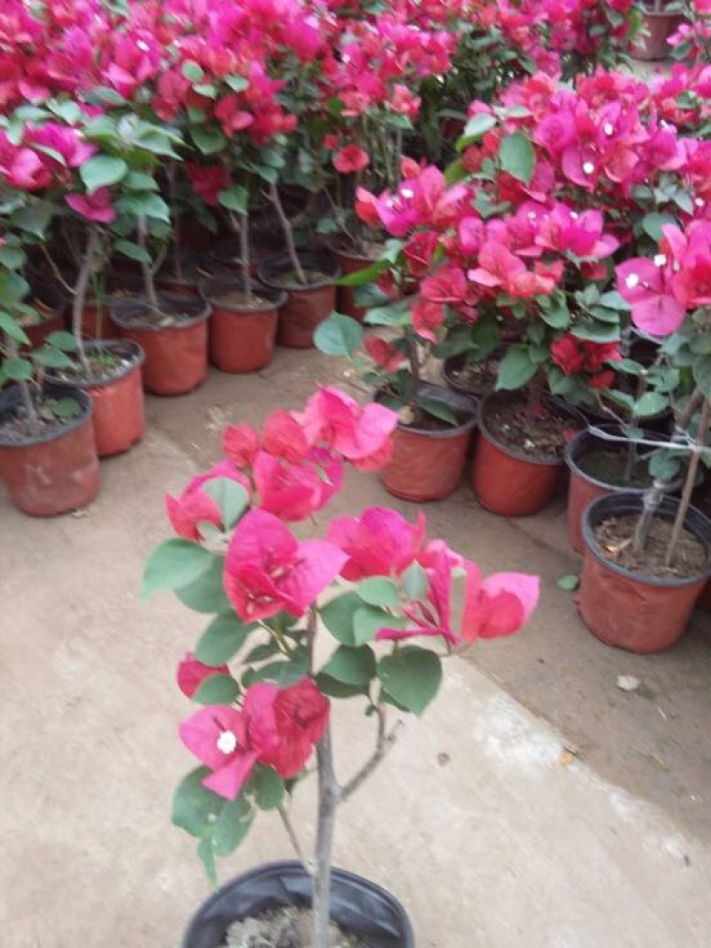 玫瑰盆花