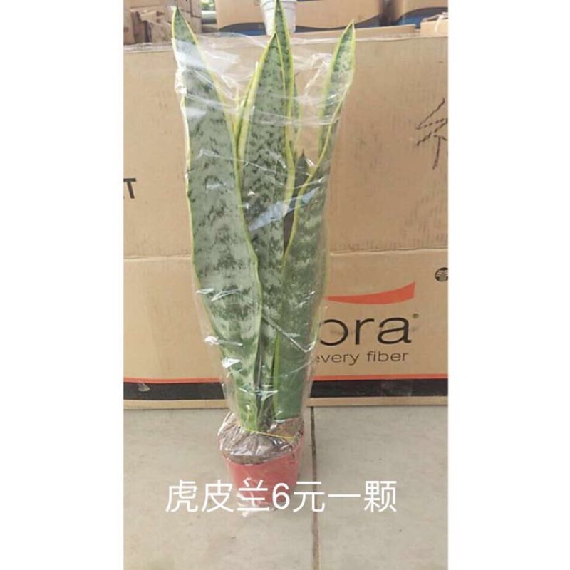 玫瑰盆花