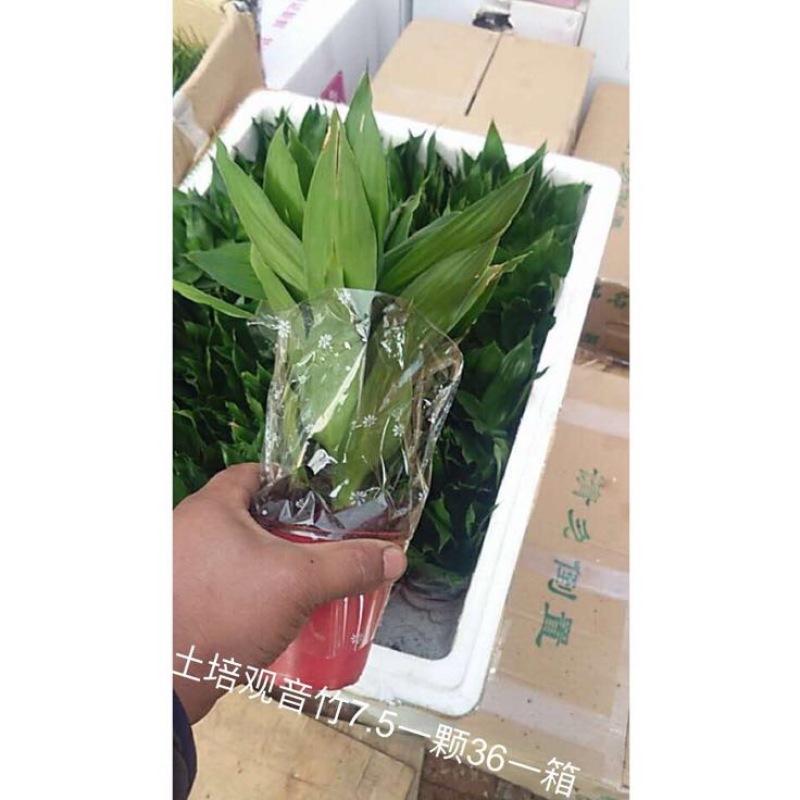 玫瑰盆花