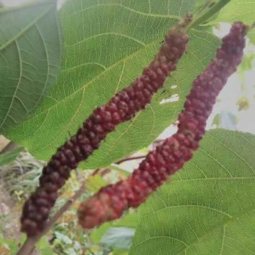 长果桑树苗50cm