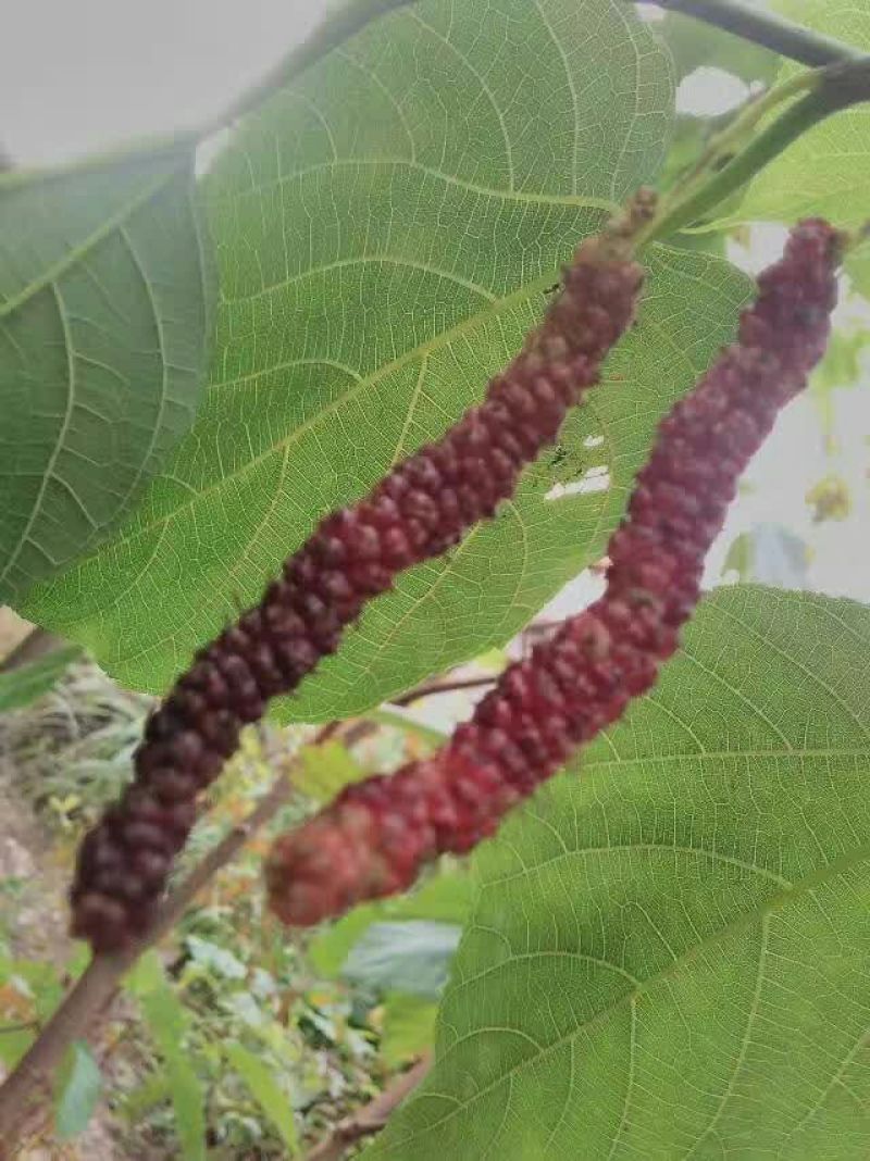 长果桑树苗50cm