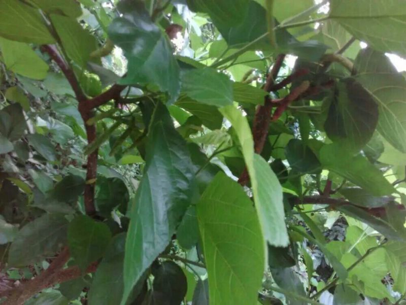长果桑树苗50cm