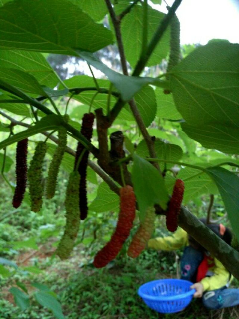 长果桑树苗50cm