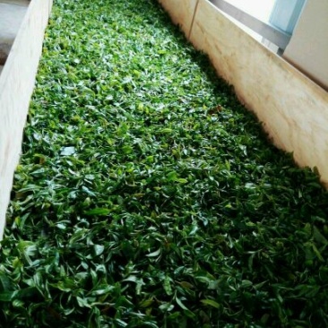 普洱绿茶