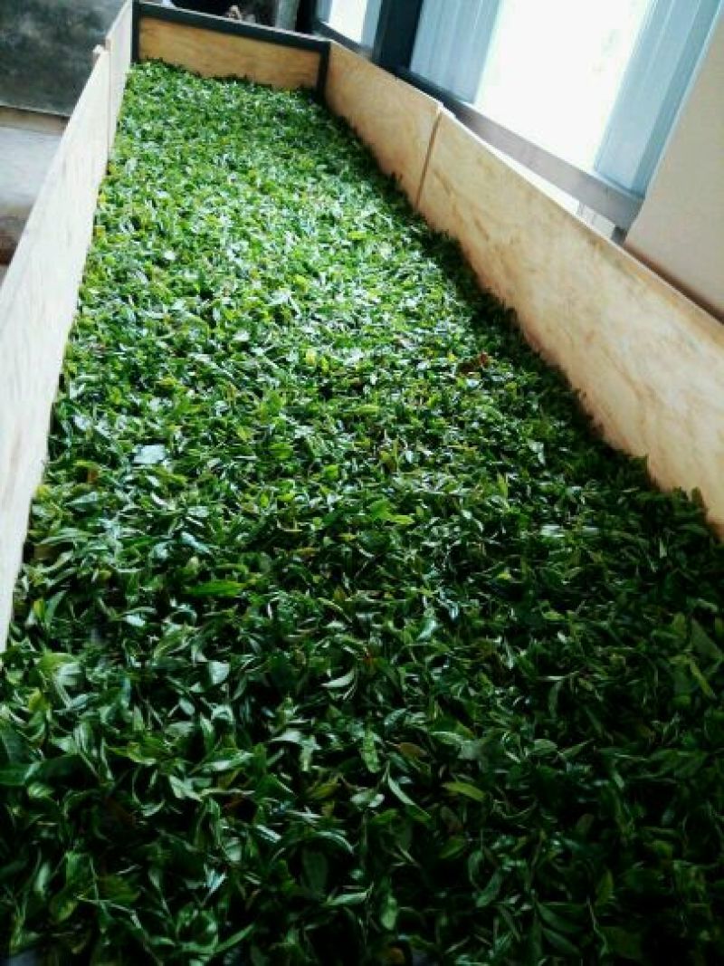 普洱绿茶