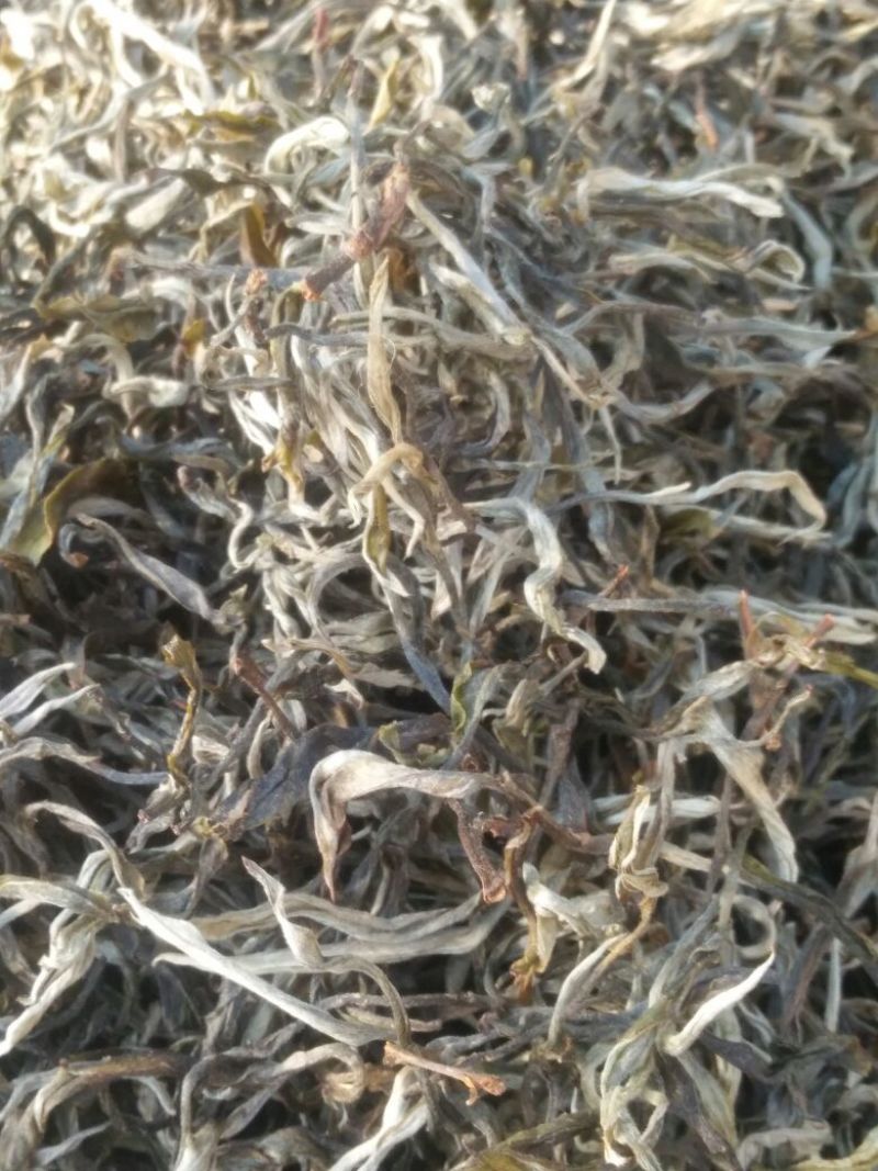 普洱绿茶
