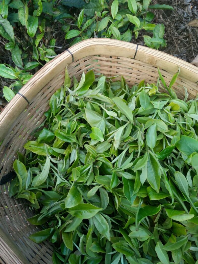 普洱绿茶