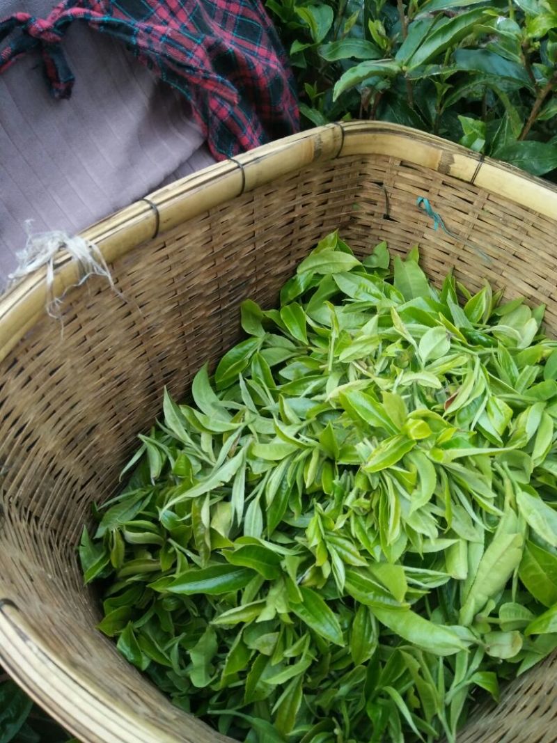 普洱绿茶