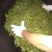 普洱绿茶