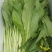 白菜苔20~30厘米