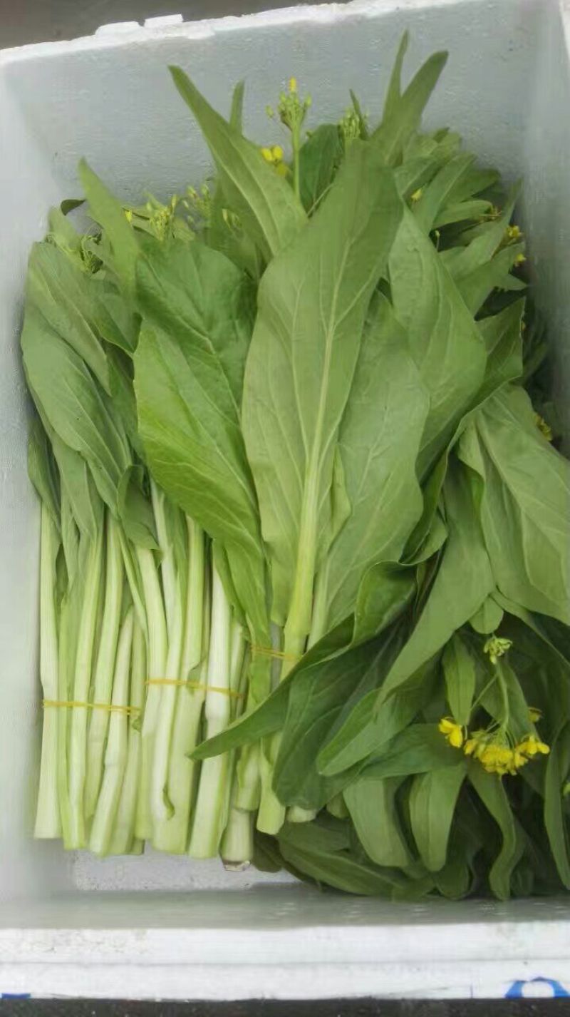白菜苔20~30厘米