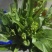 白菜苔20~30厘米