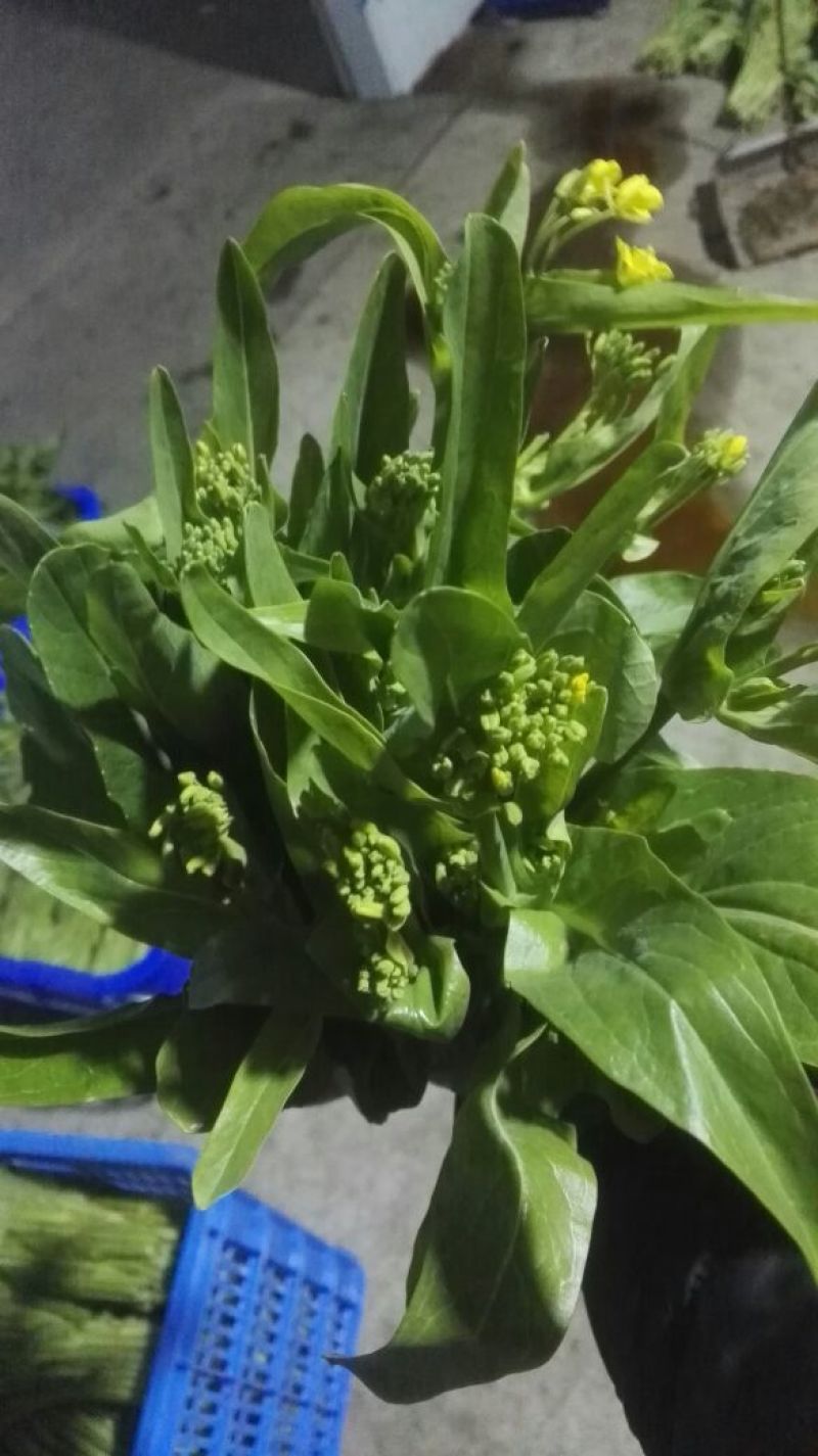 白菜苔20~30厘米