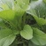 白菜苔20~30厘米