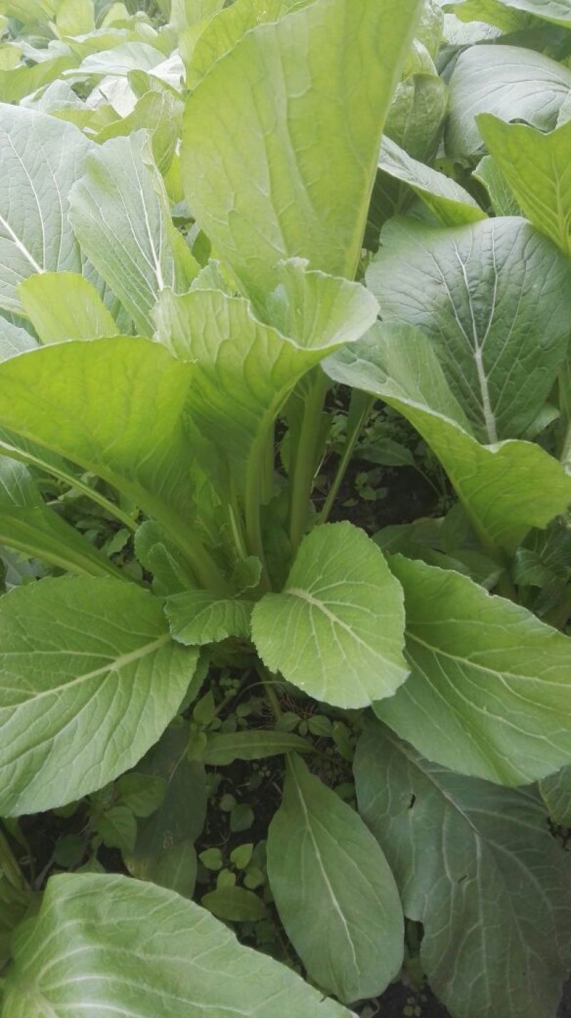 白菜苔20~30厘米