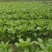 白菜苔20~30厘米