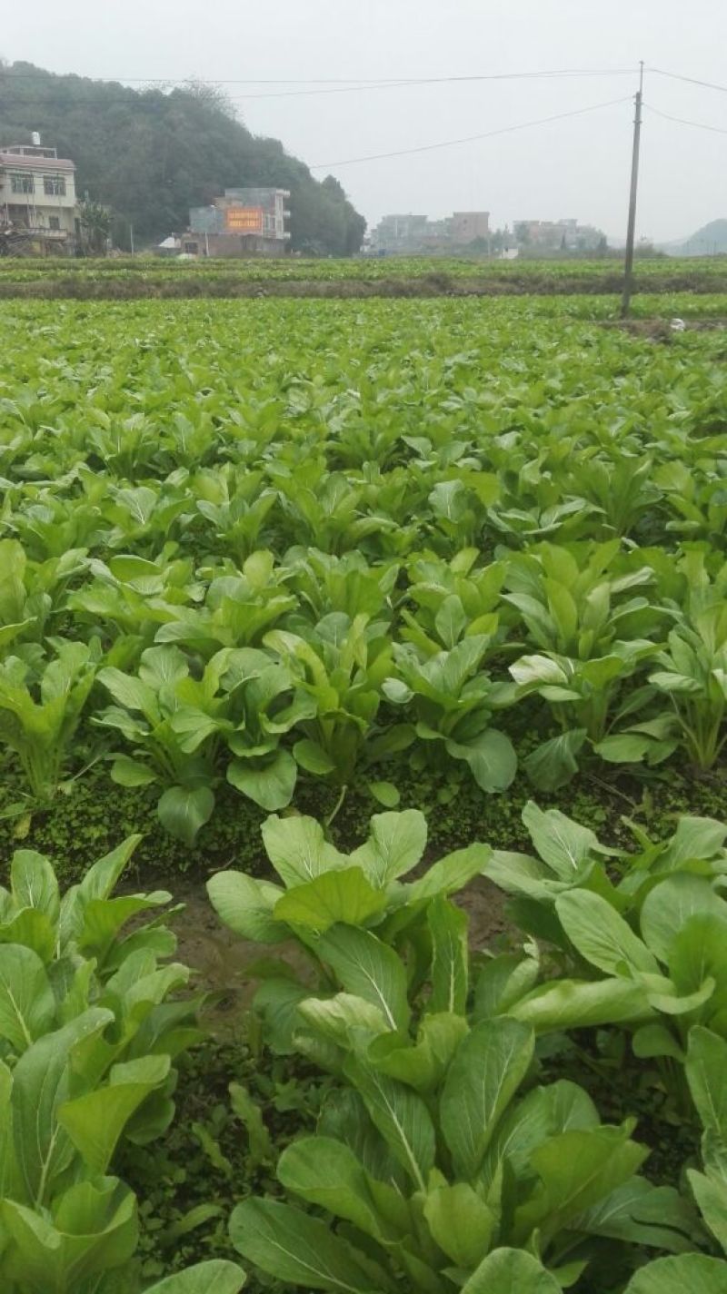 白菜苔20~30厘米