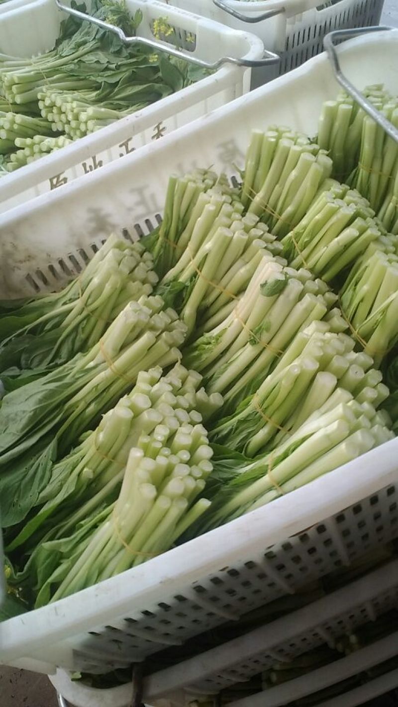 白菜苔20~30厘米