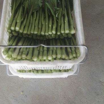 白菜苔20~30厘米