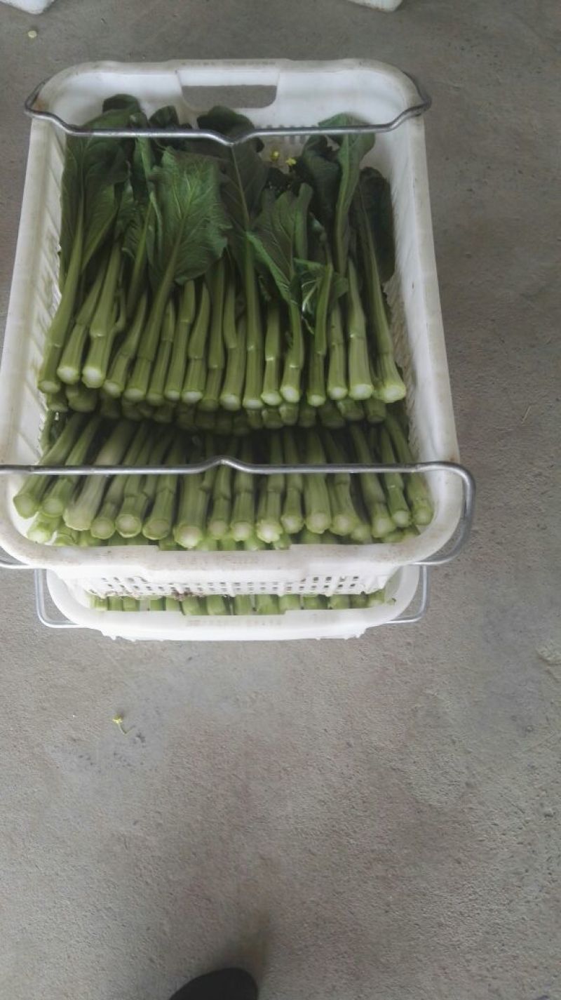白菜苔20~30厘米
