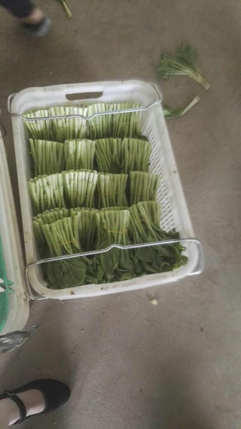 白菜苔20~30厘米