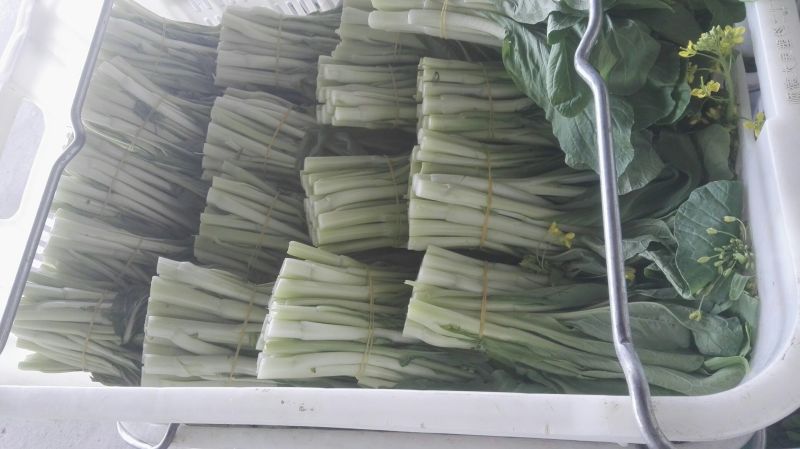 白菜苔20~30厘米