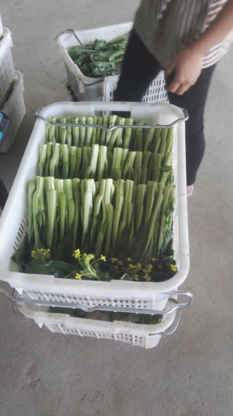 白菜苔20~30厘米