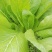 白菜苔20~30厘米