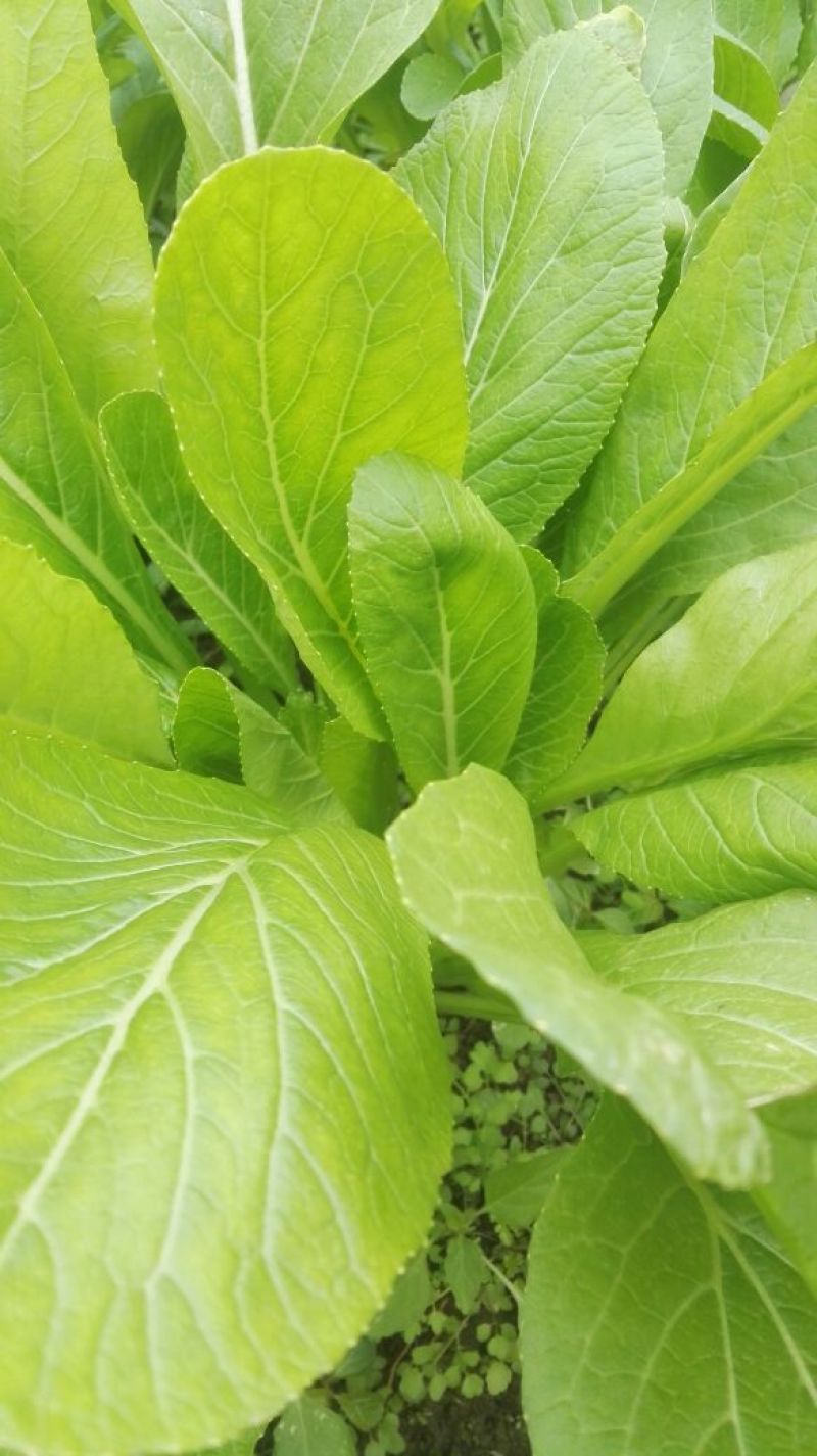 白菜苔20~30厘米