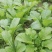 白菜苔20~30厘米