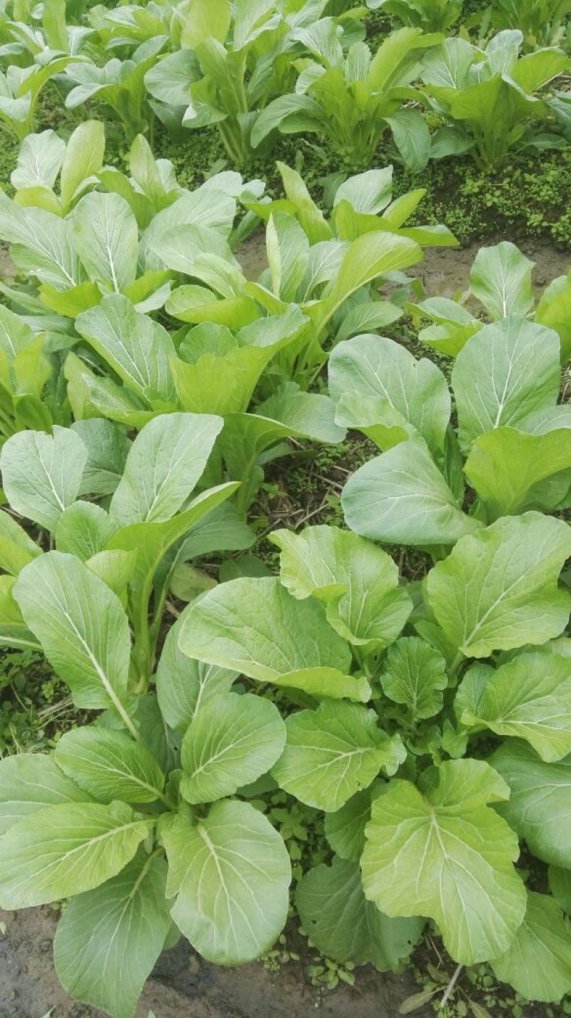 白菜苔20~30厘米