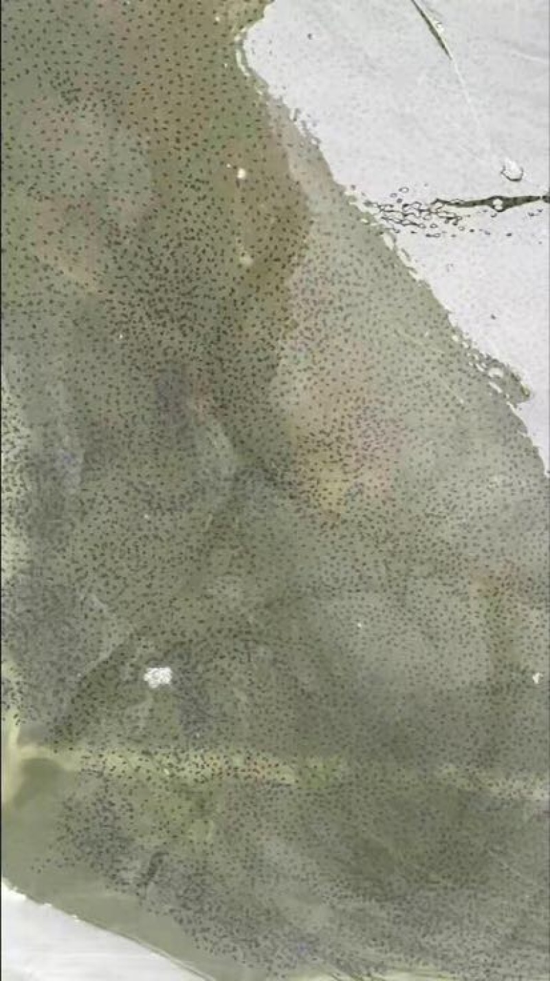 牛蛙蝌蚪小苗，水花苗，0.7厘米左右。