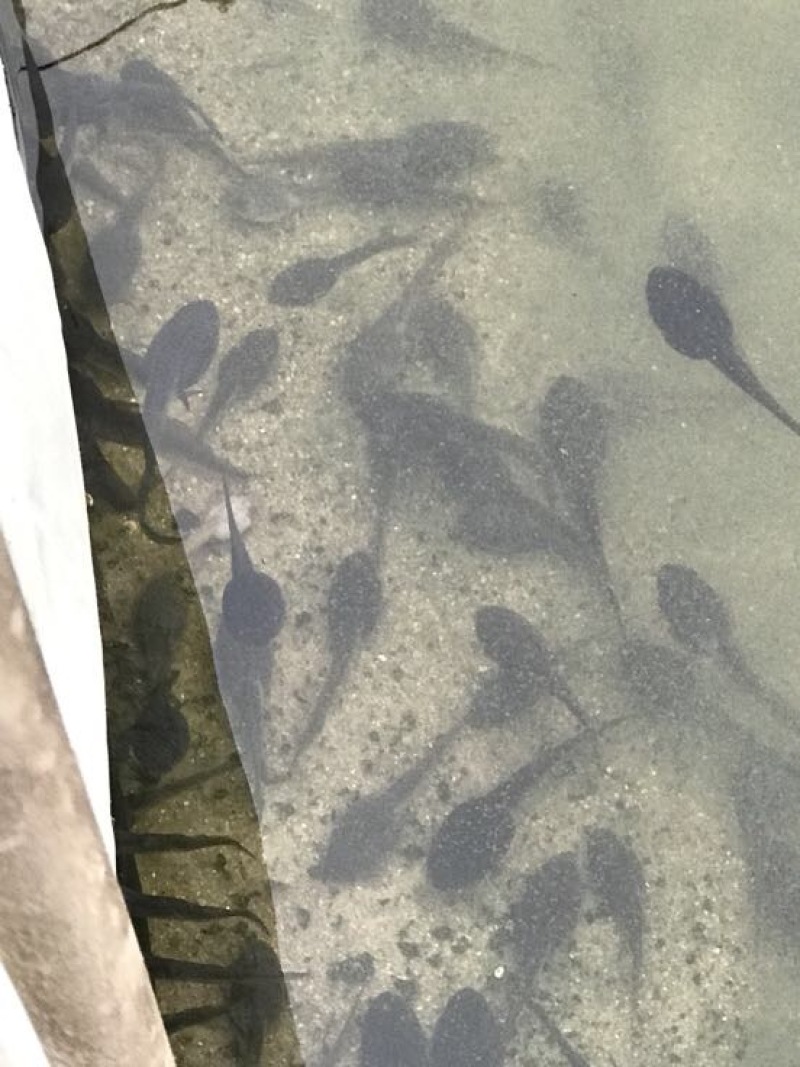 牛蛙蝌蚪小苗，水花苗，0.7厘米左右。