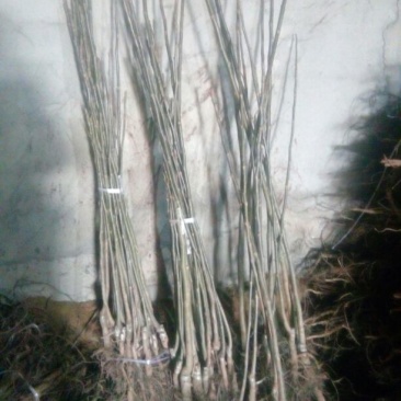核桃苗一年苗50~100cm