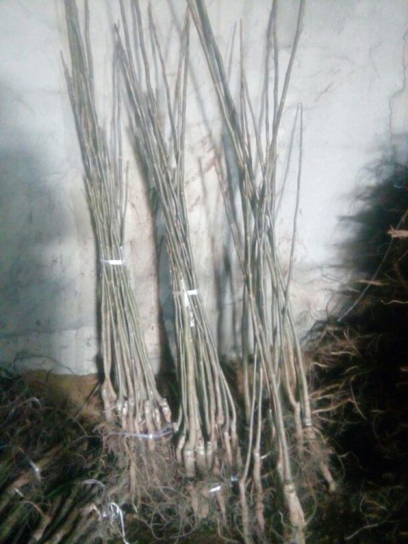 核桃苗一年苗50~100cm