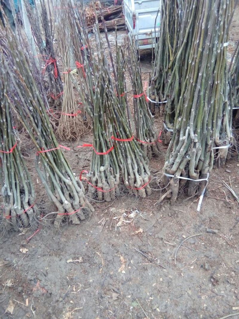 核桃苗一年苗50~100cm