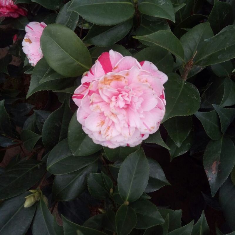 茶花10cm以下