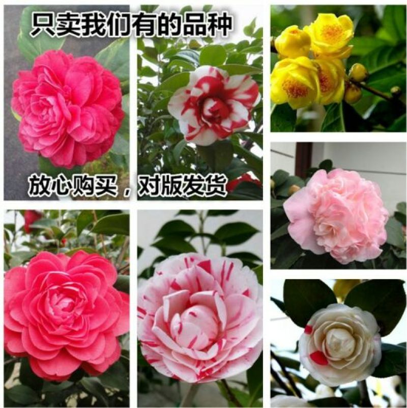 茶花10cm以下