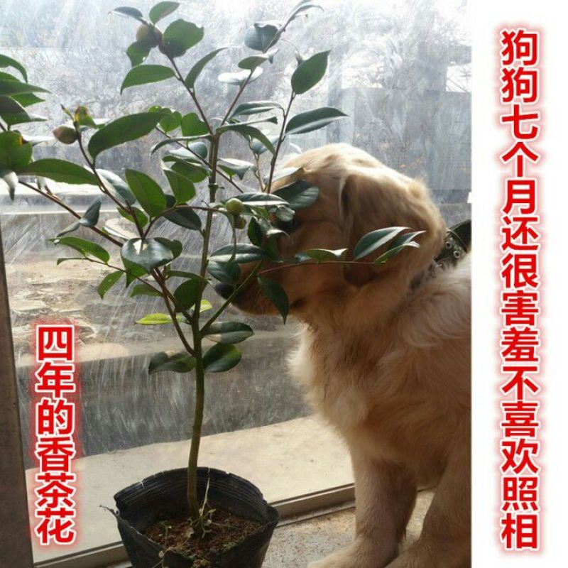 茶花10cm以下