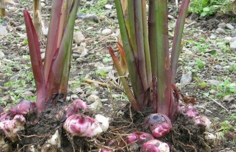 芭蕉芋5厘米以上