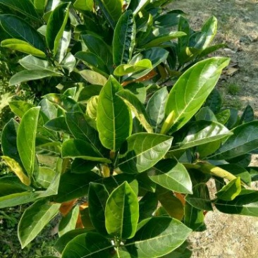 1号菠萝蜜苗稿接树