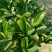 1号菠萝蜜苗稿接树