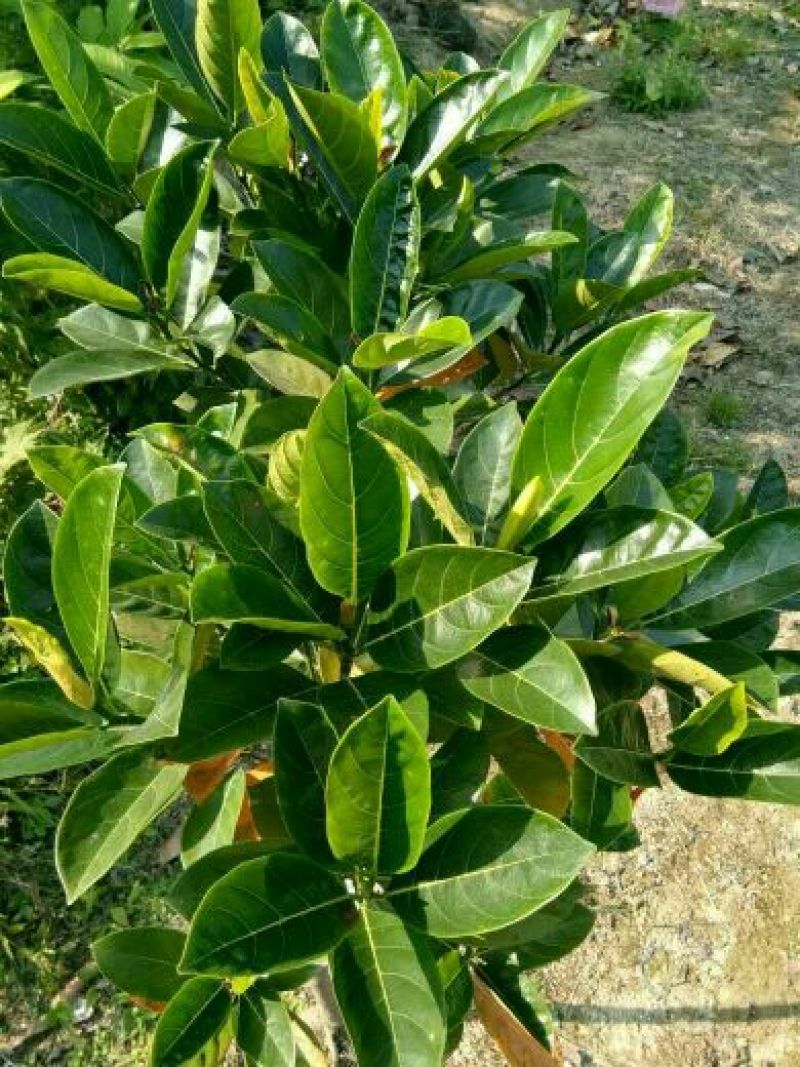 1号菠萝蜜苗稿接树