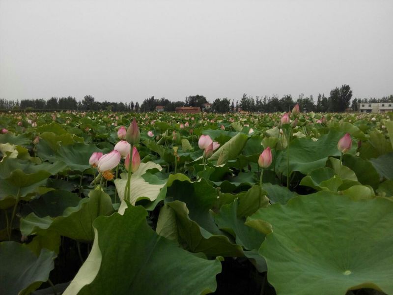 荷花60cm以上