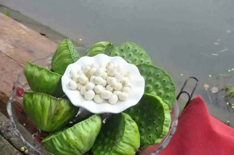 荷花60cm以上