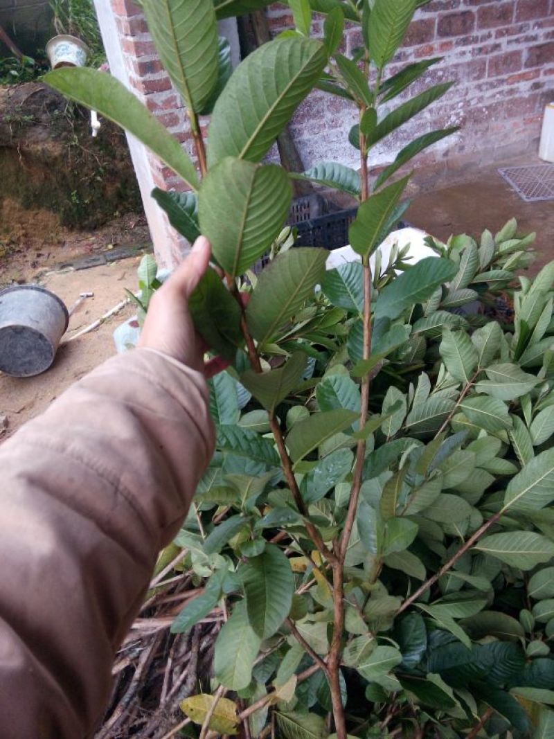 番石榴苗80~100cm