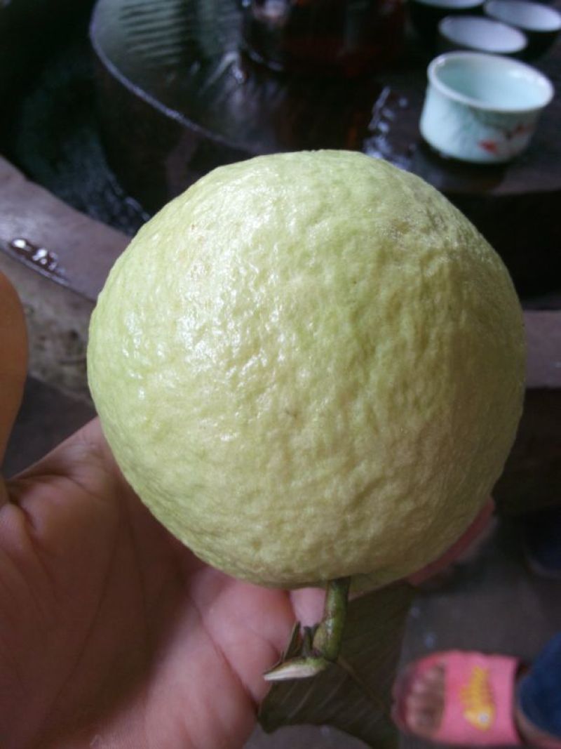 番石榴苗80~100cm